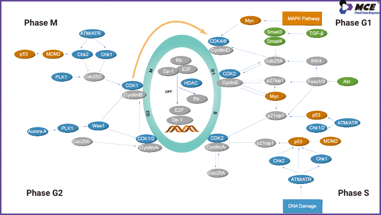 Inhibiteurs et Agonistes du Cycle Cellulaire et de la Réponse aux Dommages de l'ADN 
