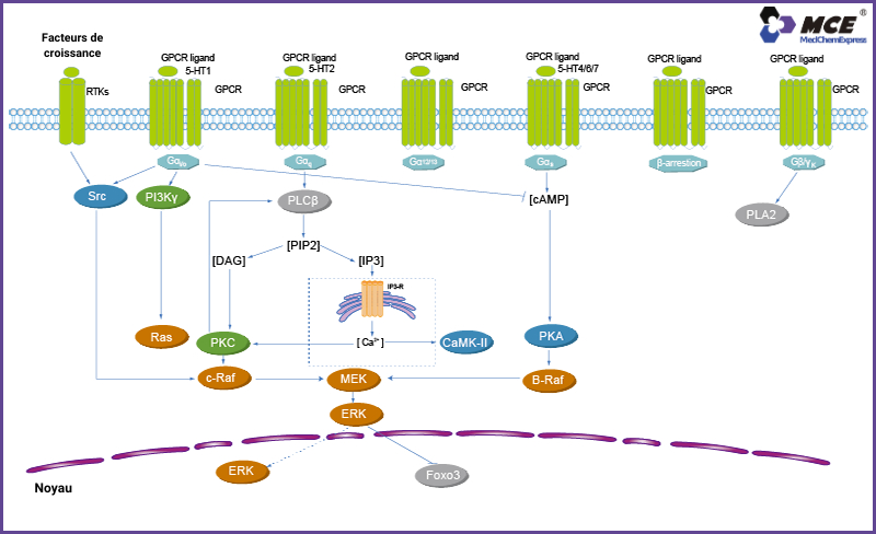 Inhibiteurs et Agonistes de la Voie RCPG/Protéine G
